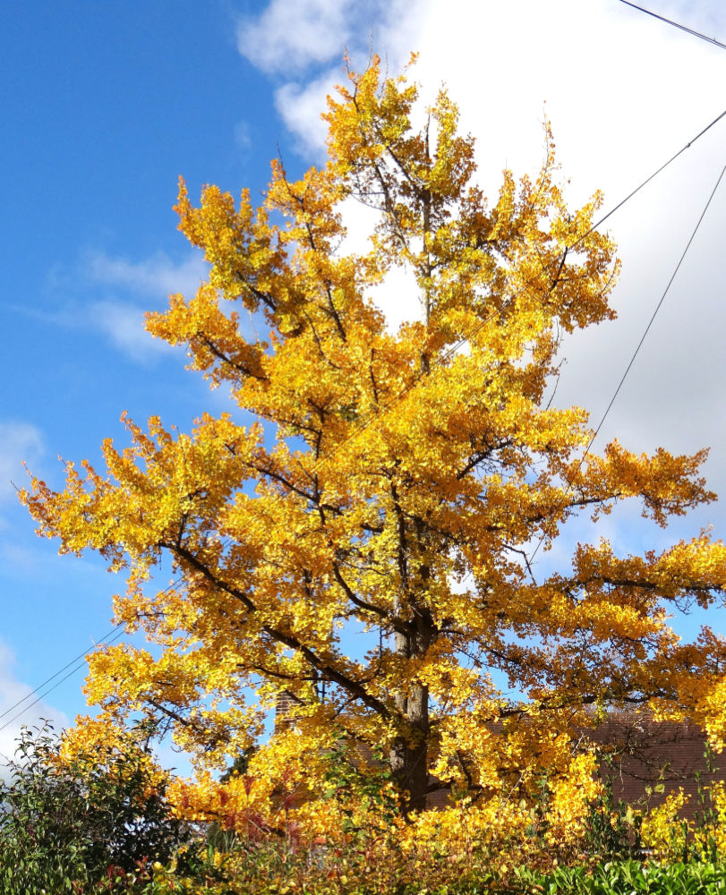 Ginko Biloba
