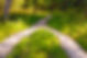 In the forest, two pedestrian paths merged into one. Summer landscape.jpg