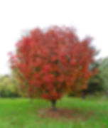 Sorbus ulleungensis ‘Olympic Flame’ 