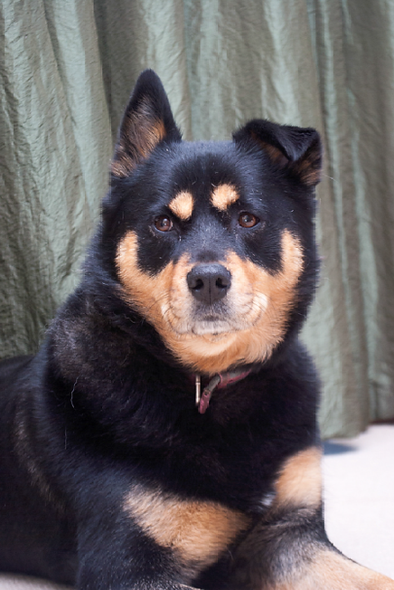 Mabel - testimonial for Sara Barnes, KSVP