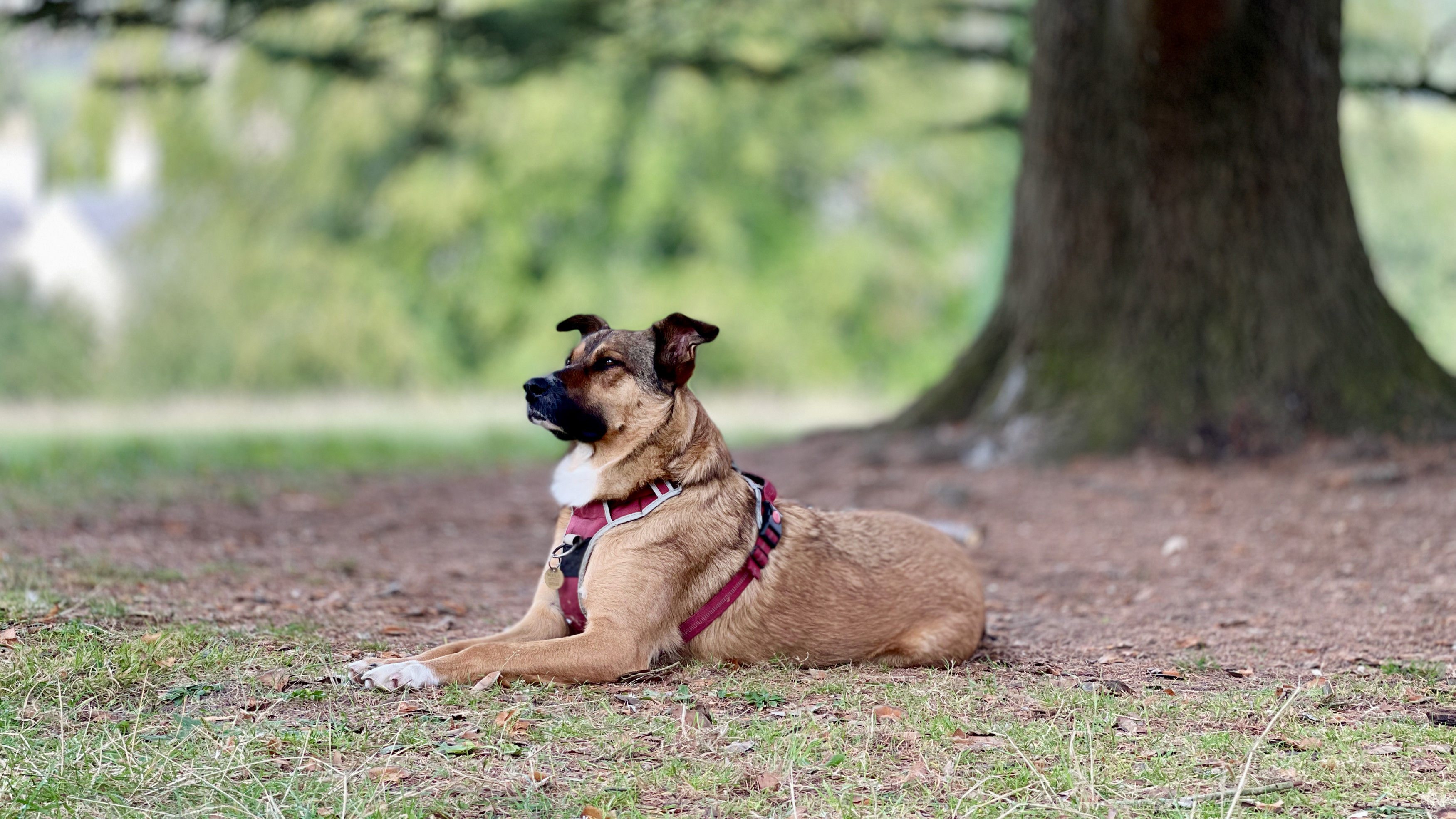 Rufus (not for sale)