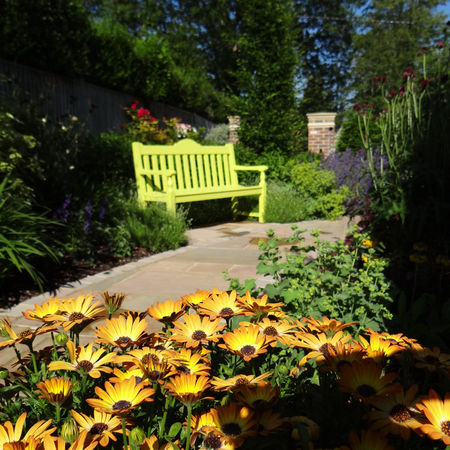 Osteospermum serenity sunshine