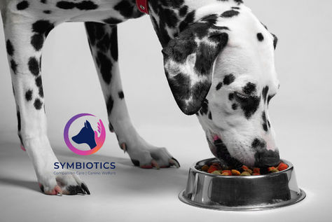 The Benefits of a Nutritious Diet for Dogs' Behaviour