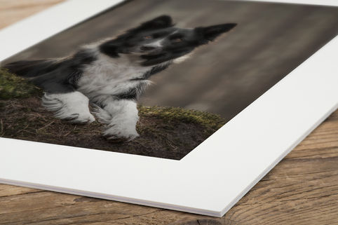 Pawsandmemories-Dog-Photography-Zandhoven-Belgium-MattedPrint.jpg