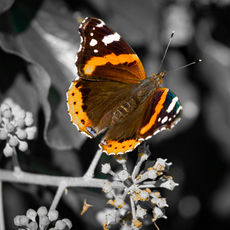 Transform Your Life with Coaching and Therapy