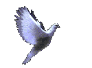 colombe