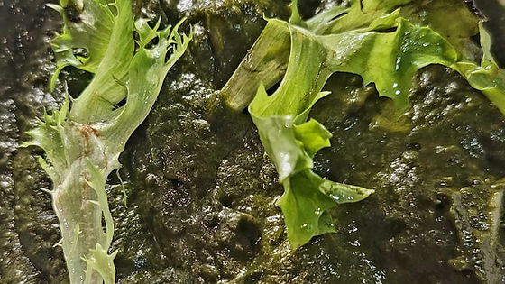 Saag
