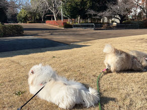 犬たちと分け合う、無添加の暮らし ― 心豊かなライフスタイル
