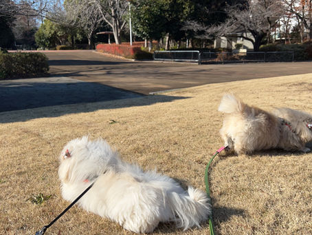 犬たちと分け合う、無添加の暮らし ― 心豊かなライフスタイル