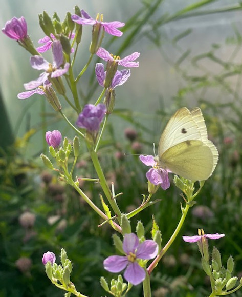 Schmetterling.jpg
