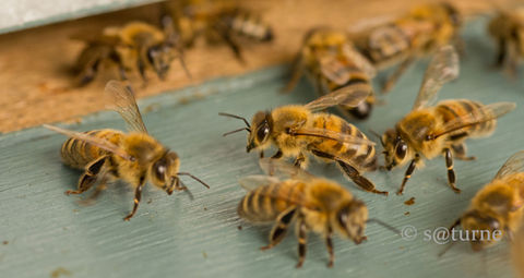 Abeilles Buckfast