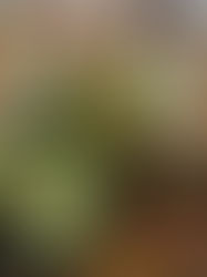 見てください。このボリューム。気になるお味の方は、明太子は控えめで、ザラザラ感もないです。