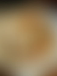 今夜は湯豆腐と粕漬けのツートップ。