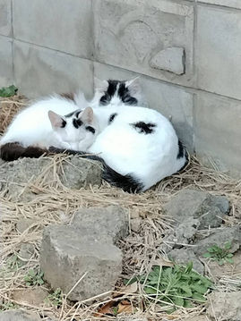 みんなのアイドル