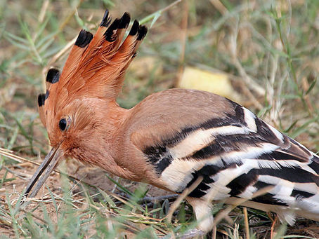 Wings Over the Holy Land: Israel’s Spectacular Bird Migration