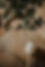 tamas-sandor-cviBBQE53dM-unsplash.jpg