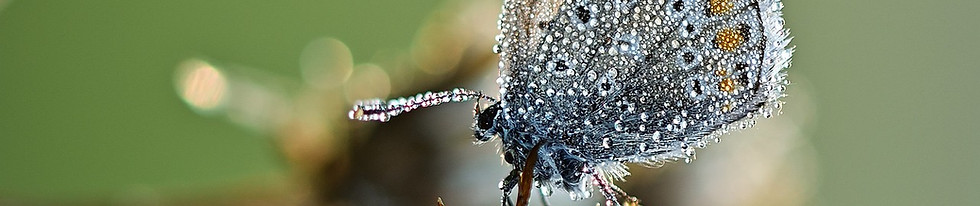 Schmetterling auf Pflanze