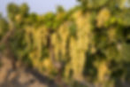 Grape Export & Turkish Fruit & Fruit Export