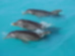 Delfine in Freiheit beim Ausflug