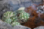 mezcal-herstellung-mexiko