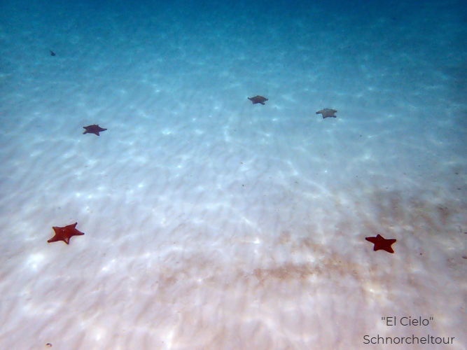 schnorcheln-cozumel-ausflug (5)_edited