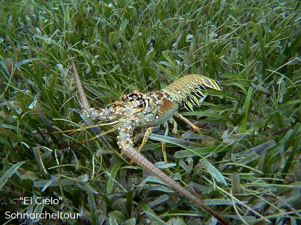 schnorcheln-cozumel-ausflug (2)_edited