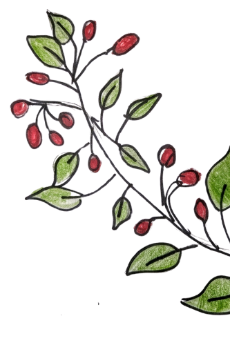 Drawing of an Amelanchier bush.