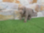Silver Lab Puppy ( Lexi )
