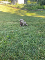 Silver Lab Puppies For Sale