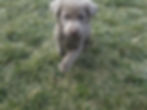 Silver lab Puppy ( Willow )