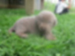 Silver Lab Puppy
