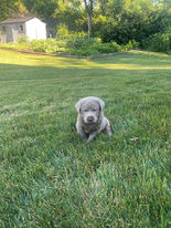 Silver Lab Puppies For Sale