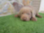 Silver Lab Puppy ( Bear )
