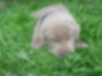 Silver Lab Puppy