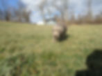 Silver lab Puppy ( Bentley )