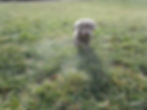 Silver lab Puppy ( Ember )