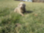 Silver Lab Puppy ( Bear )