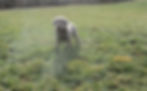 Silver Lab Puppy ( Ember )