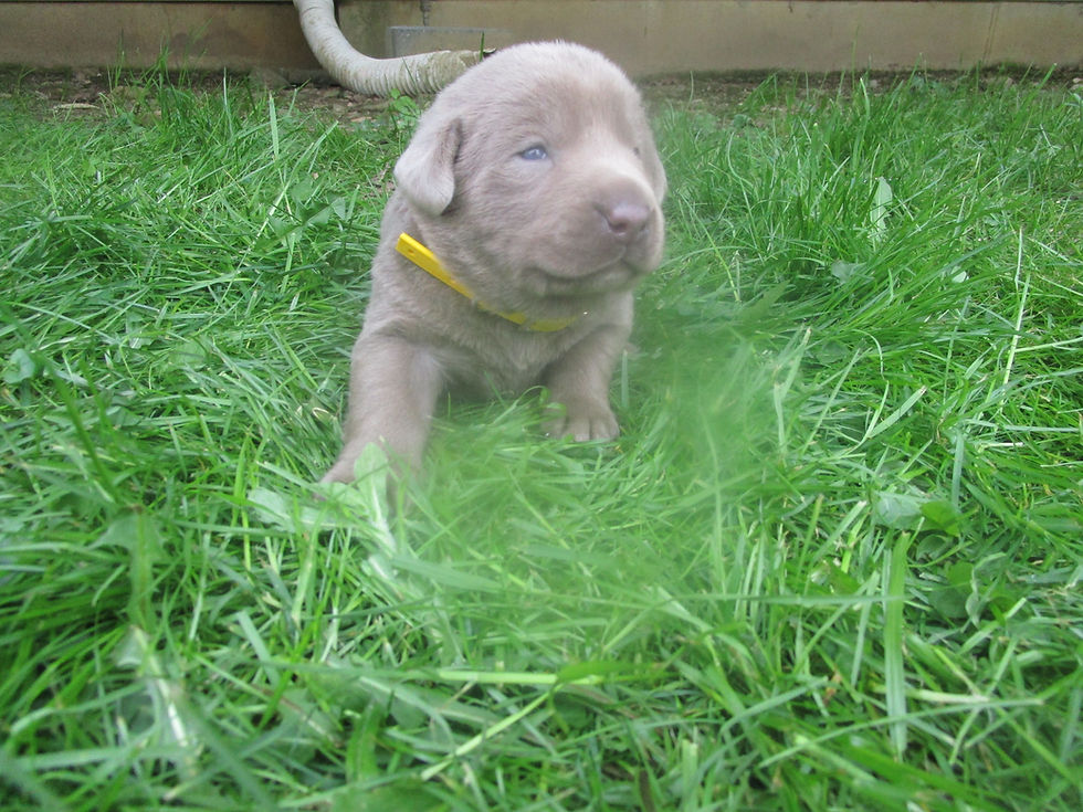 Silver Lab Puppy