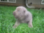 Silver lab Puppy