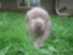 Silver Lab Puppy