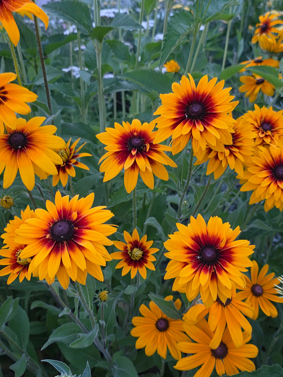 Sunnyside Up Farm