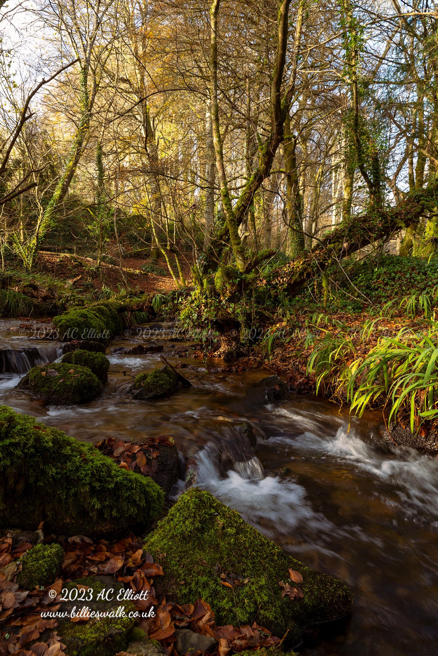 Trevaylor Woods autumn portrait