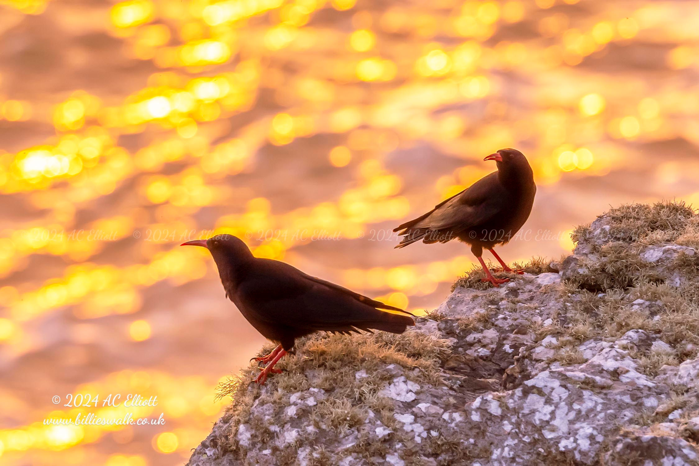 Choughs against a sunset sea