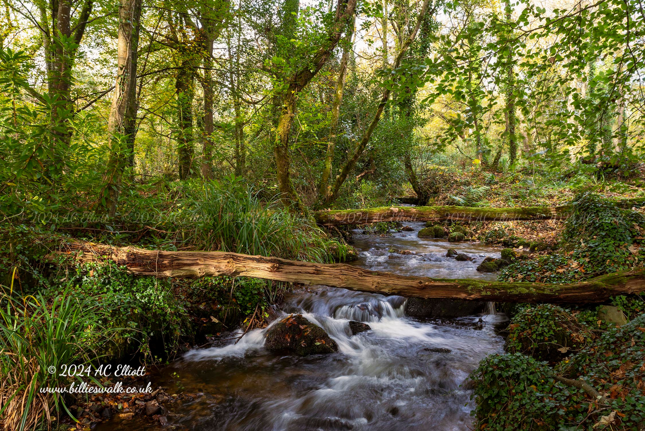 Trevaylor Woods stream
