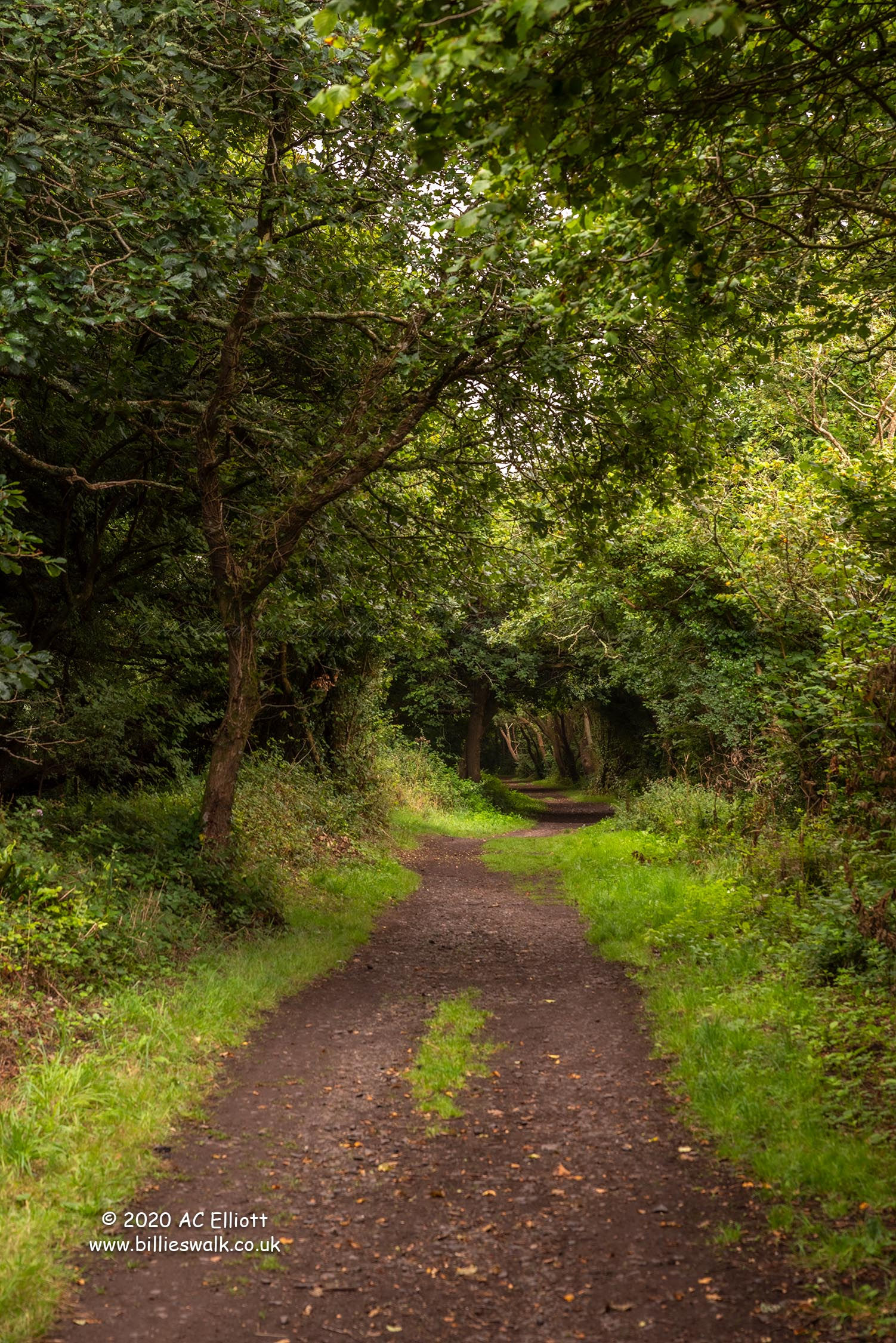 A tree lined path from Truro to Calenick photo and fine art print
