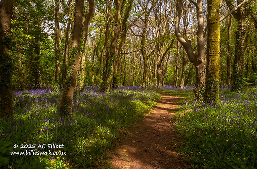 Tehidy Woods web IMGP2114.jpg