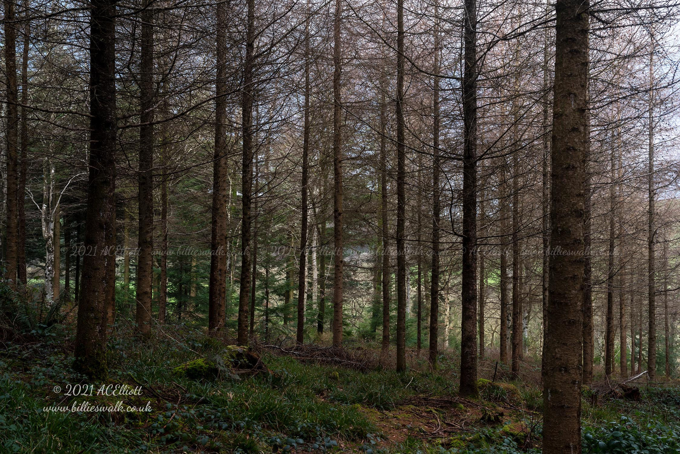 A wintery Ladock Woods photo and fine art print