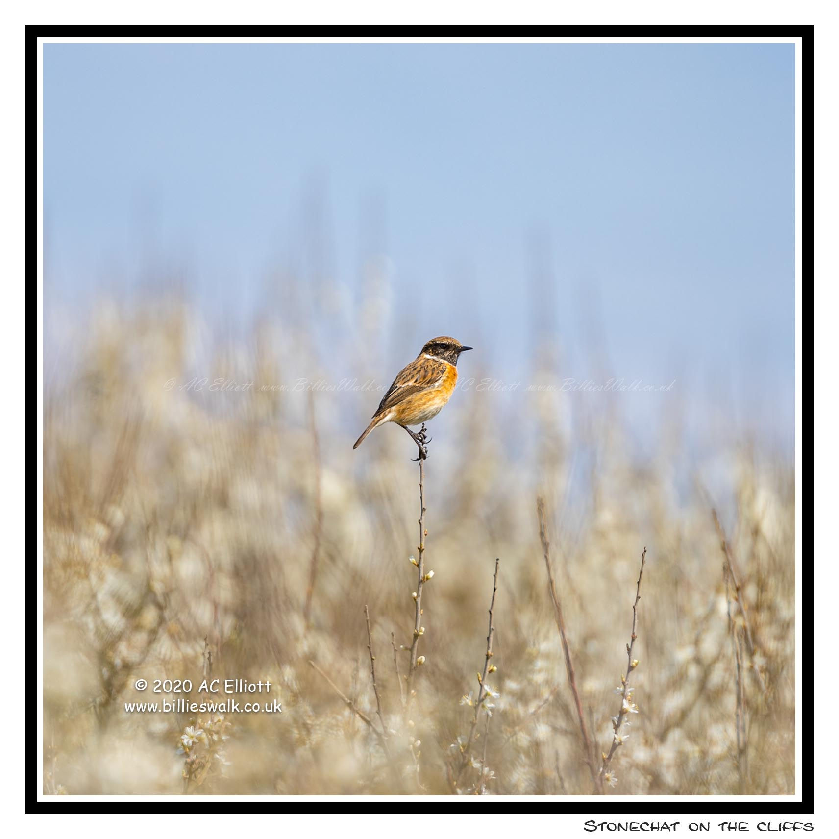 Stonechat Bird on the cliffs near Godrevy Greeting Card