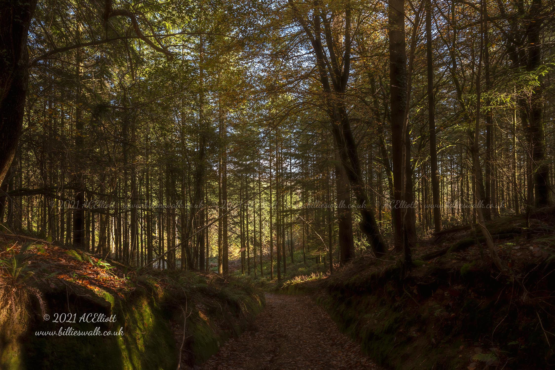 A hazy Cardinham Woods photo and fine art print